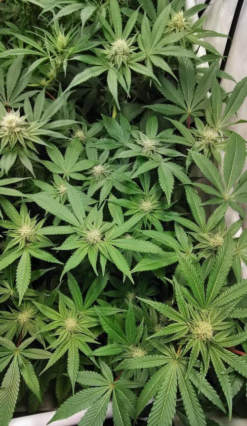 Strainhunting in homemade living soil. Week 4 - CandyLand [🌺 Day 22]