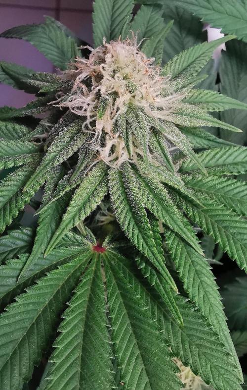 Strainhunting in homemade living soil. Week 4 - Blue Mango Smoothie [🌺 Day 22]