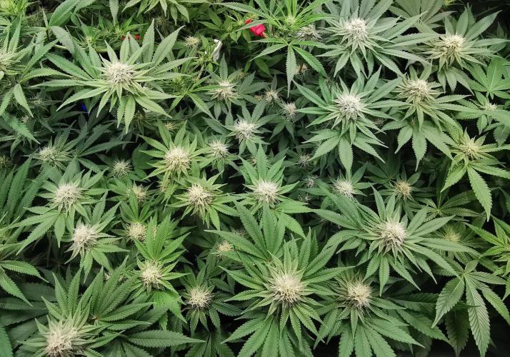 Strainhunting in homemade living soil. Week 4 - Blue Mango Smoothie [🌺 Day 22]