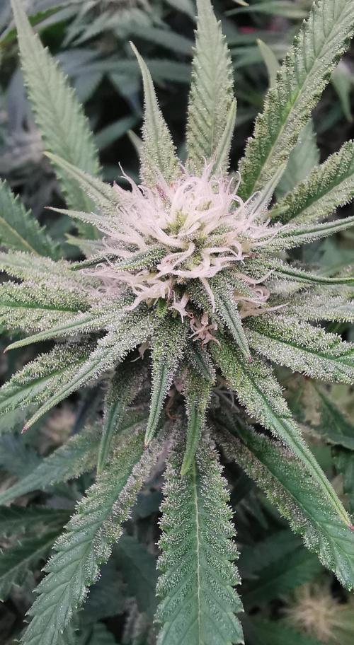 Strainhunting in homemade living soil. Week 4 - Rainpop x Zero Gravity [🌺 Day 22]