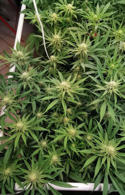 Strainhunting in homemade living soil. Week 4 - Rainpop x Zero Gravity [🌺 Day 22]