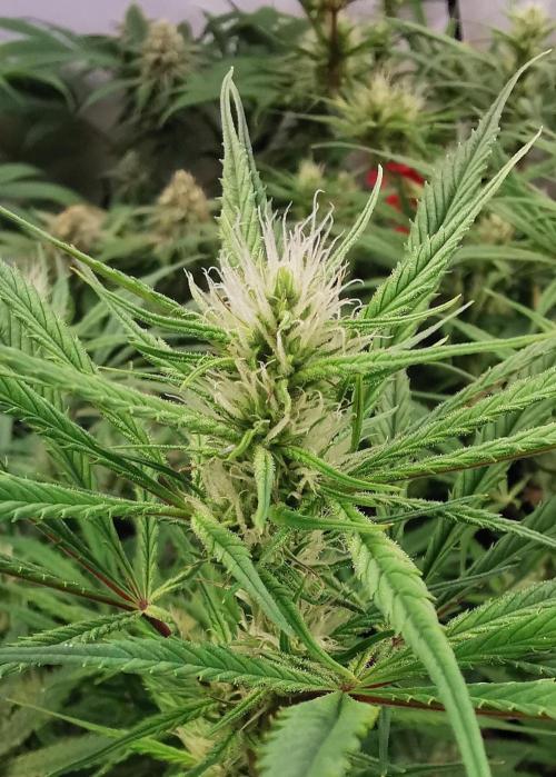 Strainhunting in homemade living soil. Week 5 - Northern Lights Blue CBD [🌺 Day 29]