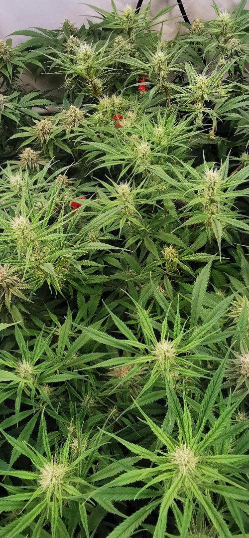 Strainhunting in homemade living soil. Week 5 - Northern Lights Blue CBD [🌺 Day 29]
