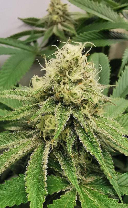 Strainhunting in homemade living soil. Week 5 - Amaretto Mintz [🌺 Day 29]
