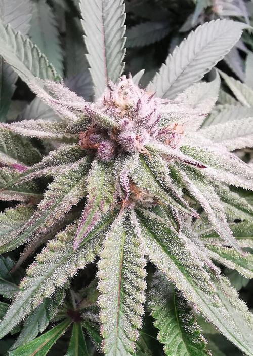 Strainhunting in homemade living soil. Week 5 - Pulp Friction [🌺 Day 29]