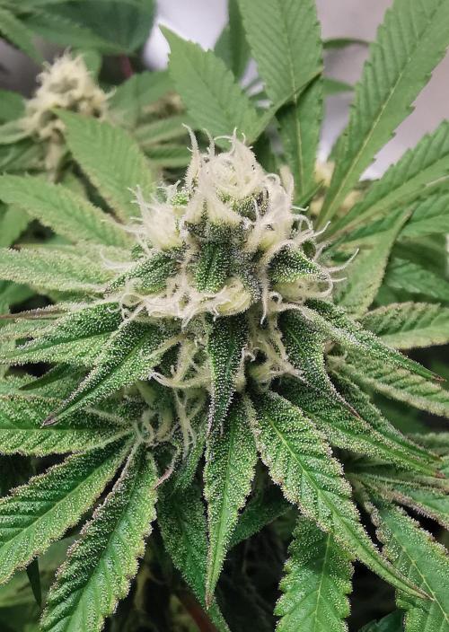 Strainhunting in homemade living soil. Week 5 - Grape Diamonds [🌺 Day 29]