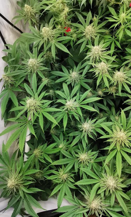 Strainhunting in homemade living soil. Week 5 - Amaretto Mintz [🌺 Day 29]