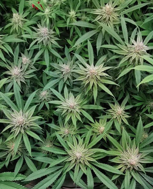 Strainhunting in homemade living soil. Week 5 - Pulp Friction [🌺 Day 29]