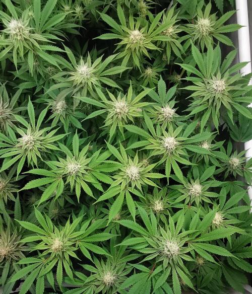 Strainhunting in homemade living soil. Week 5 - Grape Diamonds [🌺 Day 29]
