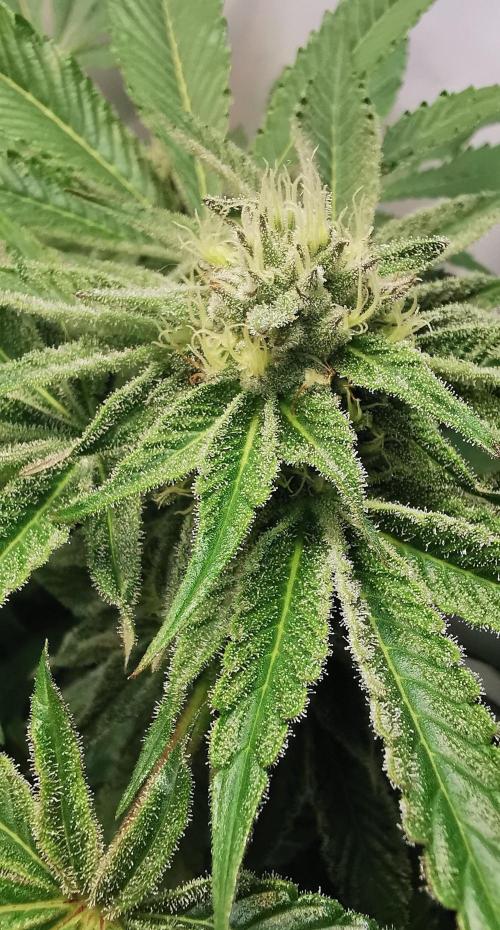 Strainhunting in homemade living soil. Week 5 - CandyLand [🌺 Day 29]