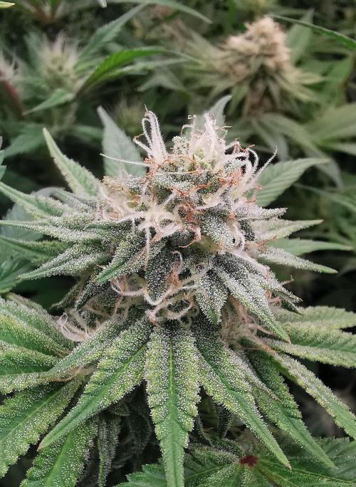 Strainhunting in homemade living soil. Week 5 - Blue Mango Smoothie [🌺 Day 29]