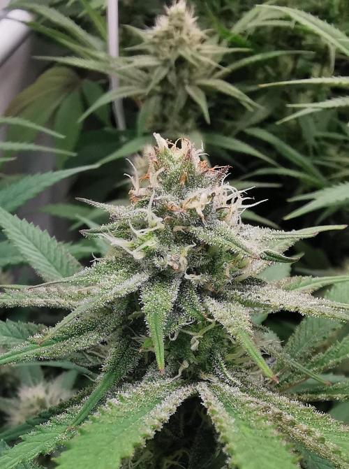 Strainhunting in homemade living soil. Week 5 - Rainpop x Zero Gravity [🌺 Day 29]