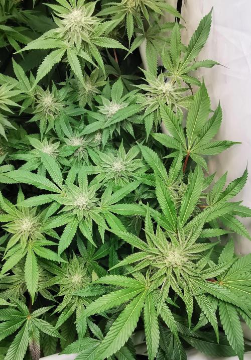Strainhunting in homemade living soil. Week 5 - CandyLand [🌺 Day 29]