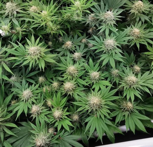 Strainhunting in homemade living soil. Week 5 - Blue Mango Smoothie [🌺 Day 29]