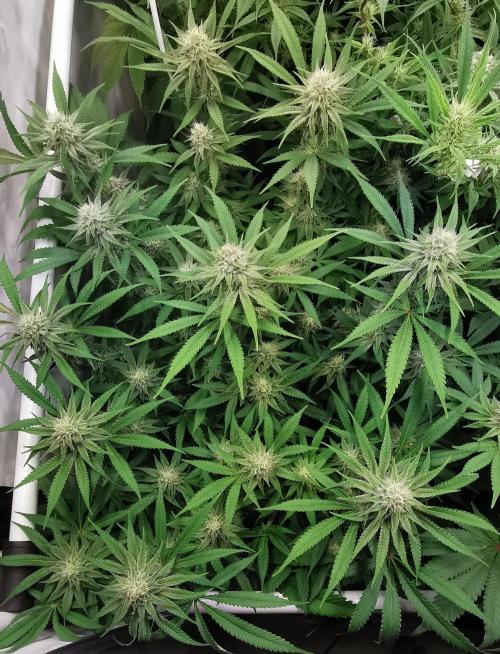 Strainhunting in homemade living soil. Week 5 - Rainpop x Zero Gravity [🌺 Day 29]