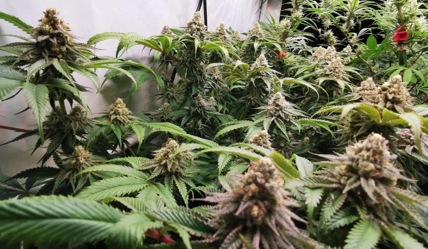 Strainhunting in homemade living soil. Week 6 - Amaretto Mintz S1 [🌺 Day 36]