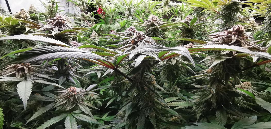 Strainhunting in homemade living soil. Week 6 - Pulp Friction [🌺 Day 36]