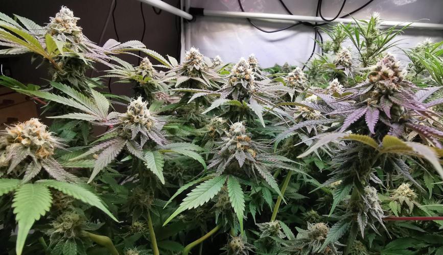 Strainhunting in homemade living soil. Week 6 - Grape Diamonds R2 [🌺 Day 36]