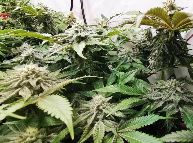 Strainhunting in homemade living soil. Week 6 - CandyLand V2S1 [🌺 Day 36]