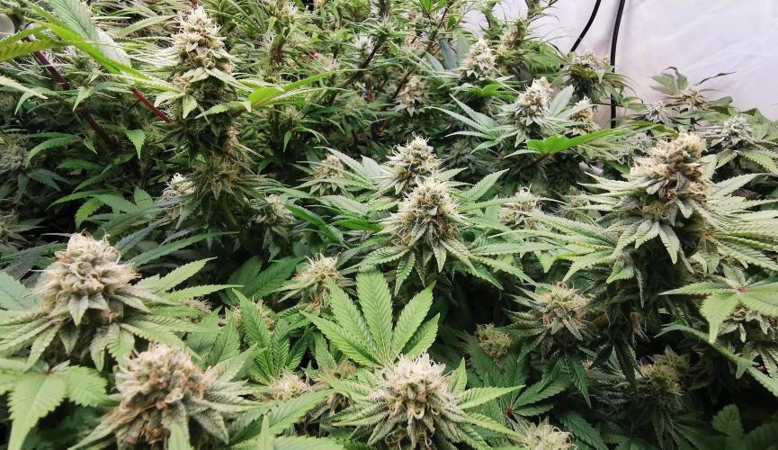 Strainhunting in homemade living soil. Week 6 - Blue Mango Smoothie [🌺 Day 36]