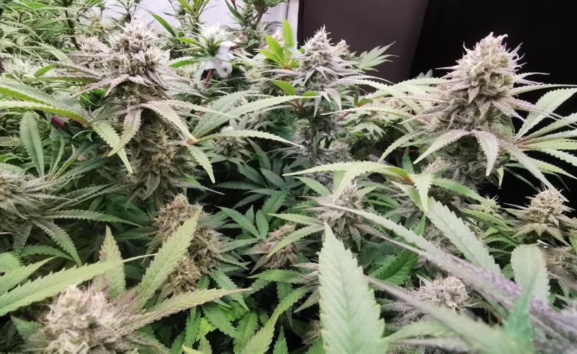 Strainhunting in homemade living soil. Week 6 - Rainpops x Zero Gravity [🌺 Day 36]