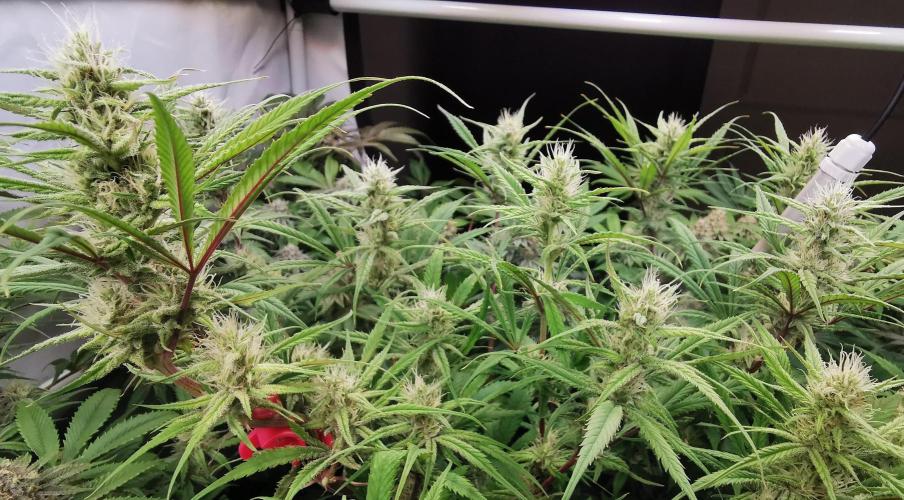 Strainhunting in homemade living soil. Week 6 - Northern Lights Blue CBD [🌺 Day 36]