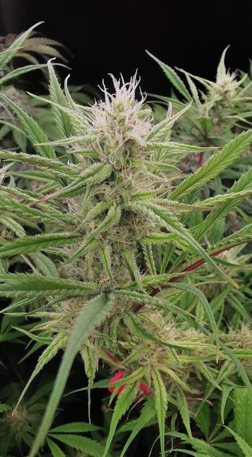 Strainhunting in homemade living soil. Week 6 - Northern Lights Blue CBD [🌺 Day 36]