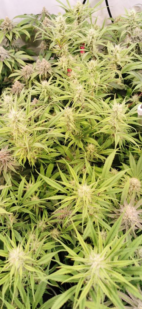Strainhunting in homemade living soil. Week 6 - Northern Lights Blue CBD [🌺 Day 36]
