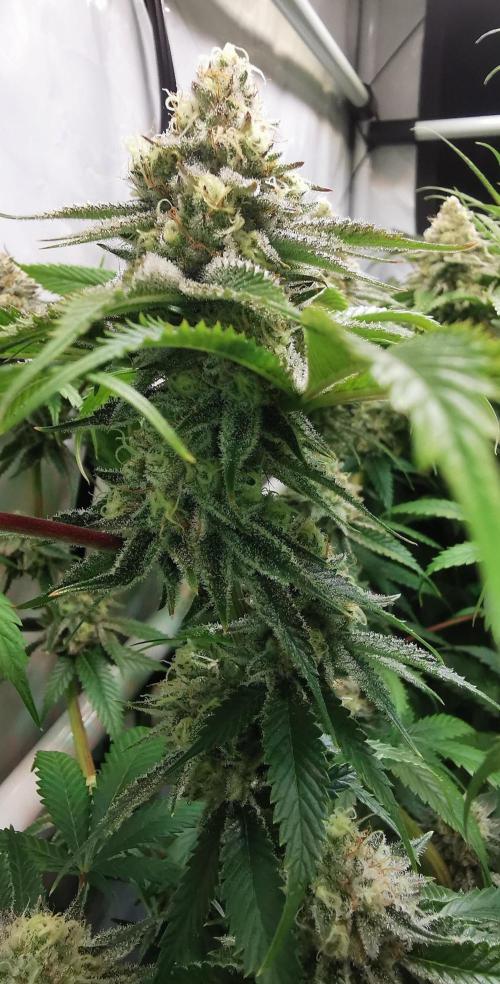 Strainhunting in homemade living soil. Week 6 - Amaretto Mintz S1 [🌺 Day 36]