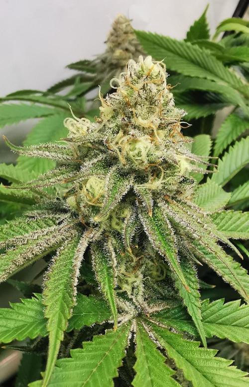 Strainhunting in homemade living soil. Week 6 - Amaretto Mintz S1 [🌺 Day 36]