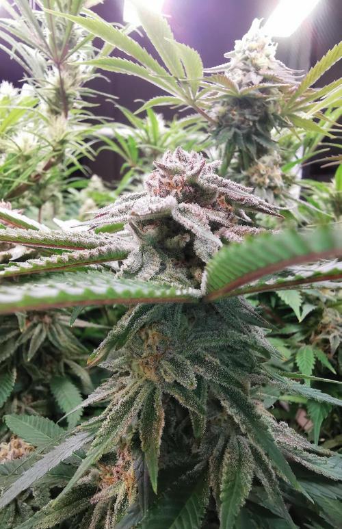 Strainhunting in homemade living soil. Week 6 - Pulp Friction [🌺 Day 36]