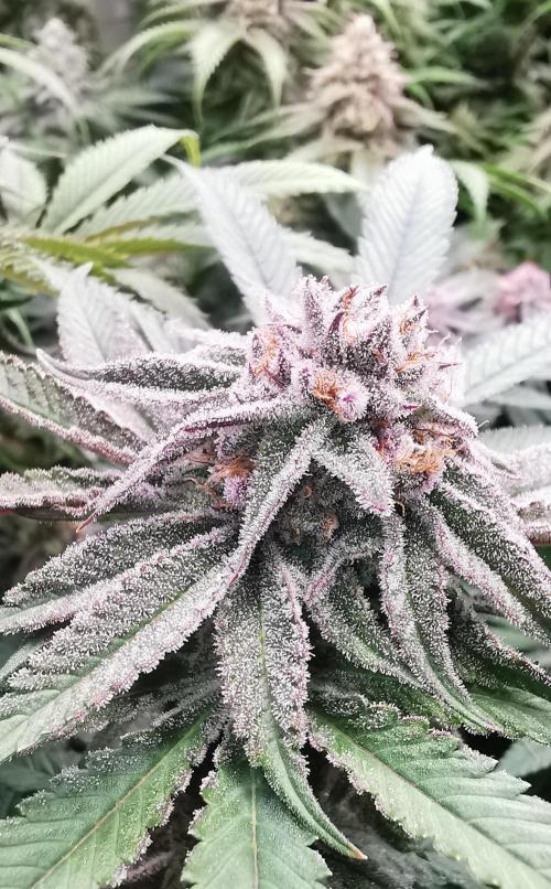 Strainhunting in homemade living soil. Week 6 - Pulp Friction [🌺 Day 36]