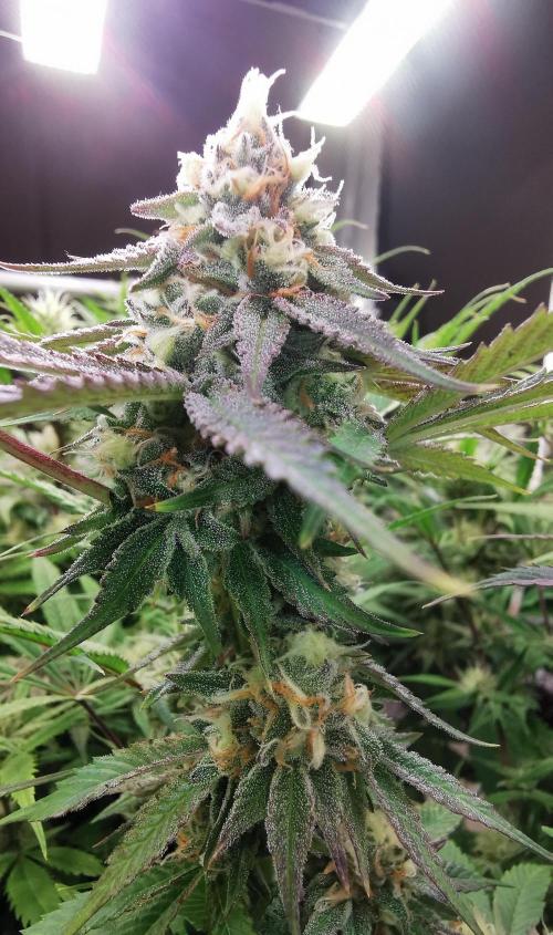 Strainhunting in homemade living soil. Week 6 - Grape Diamonds R2 [🌺 Day 36]