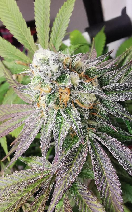 Strainhunting in homemade living soil. Week 6 - Grape Diamonds R2 [🌺 Day 36]