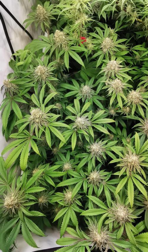 Strainhunting in homemade living soil. Week 6 - Amaretto Mintz S1 [🌺 Day 36]