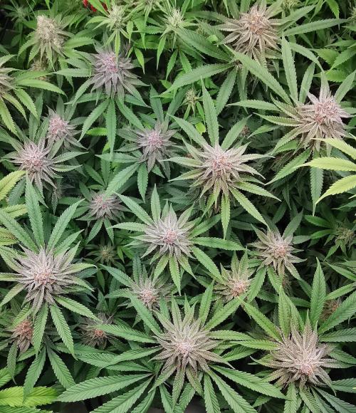 Strainhunting in homemade living soil. Week 6 - Pulp Friction [🌺 Day 36]