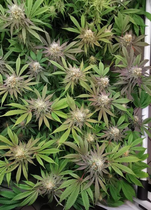 Strainhunting in homemade living soil. Week 6 - Grape Diamonds R2 [🌺 Day 36]