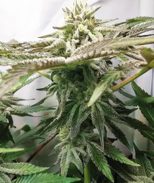 Strainhunting in homemade living soil. Week 6 - CandyLand V2S1 [🌺 Day 36]