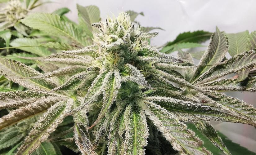 Strainhunting in homemade living soil. Week 6 - CandyLand V2S1 [🌺 Day 36]