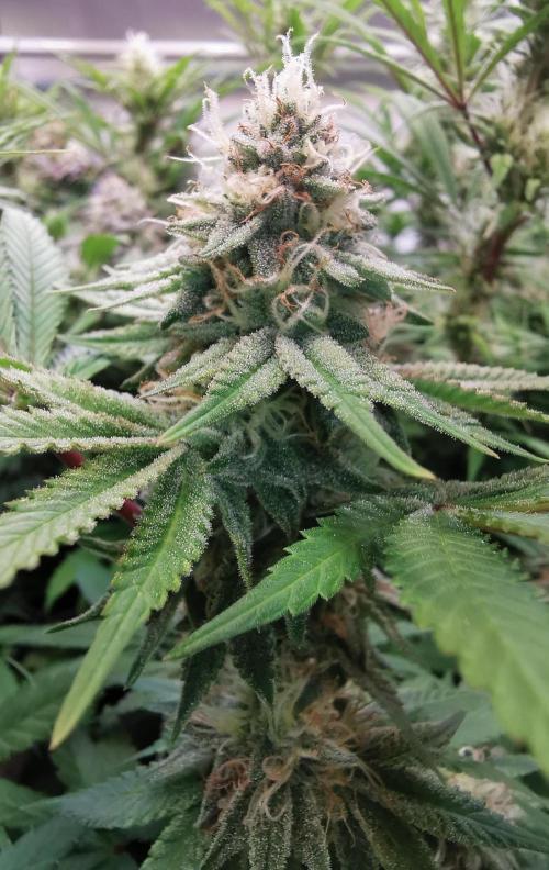 Strainhunting in homemade living soil. Week 6 - Blue Mango Smoothie [🌺 Day 36]