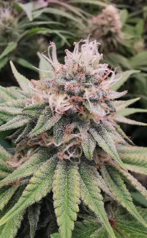 Strainhunting in homemade living soil. Week 6 - Blue Mango Smoothie [🌺 Day 36]