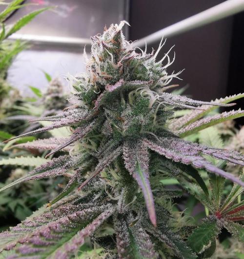Strainhunting in homemade living soil. Week 6 - Rainpops x Zero Gravity [🌺 Day 36]