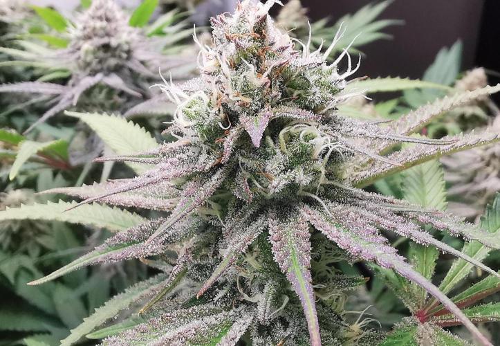 Strainhunting in homemade living soil. Week 6 - Rainpops x Zero Gravity [🌺 Day 36]