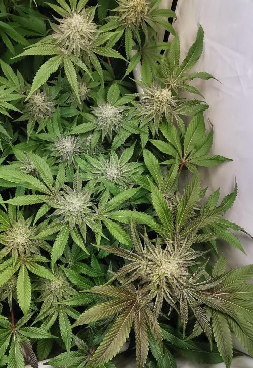Strainhunting in homemade living soil. Week 6 - CandyLand V2S1 [🌺 Day 36]