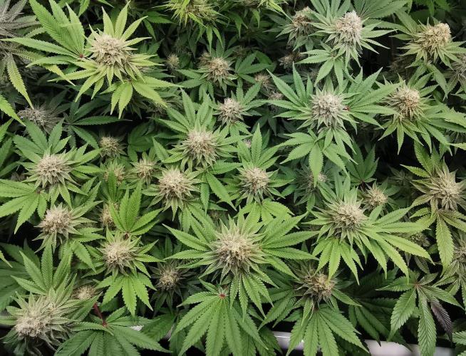 Strainhunting in homemade living soil. Week 6 - Blue Mango Smoothie [🌺 Day 36]