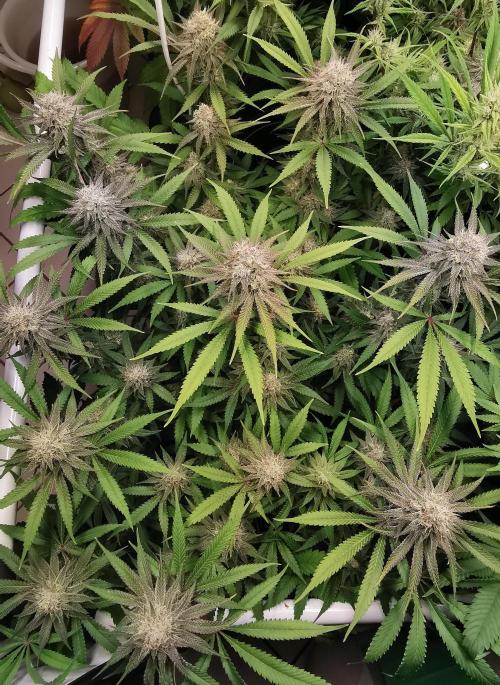 Strainhunting in homemade living soil. Week 6 - Rainpops x Zero Gravity [🌺 Day 36]
