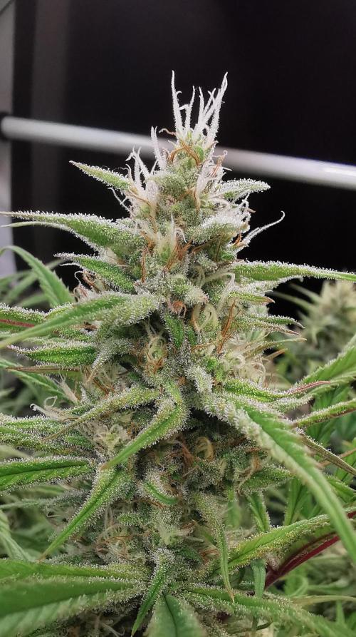 Strainhunting in homemade living soil. Week 7 - Northern Lights Blue CBD [🌺 Day 43]