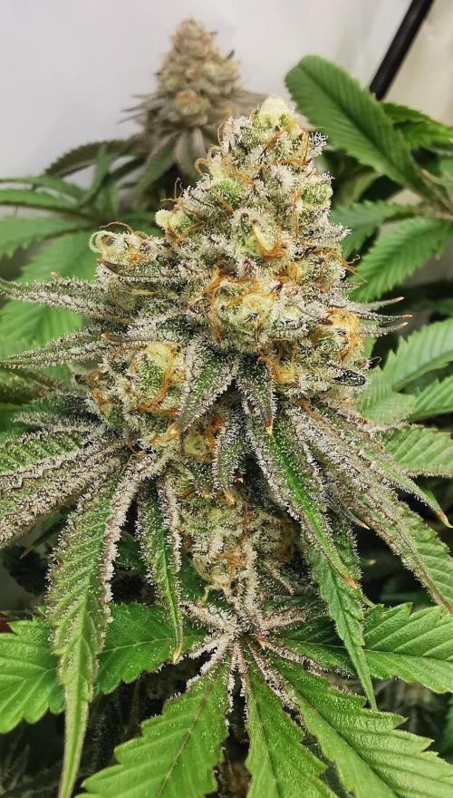 Strainhunting in homemade living soil. Week 7 - Amaretto Mintz S1 [🌺 Day 43]