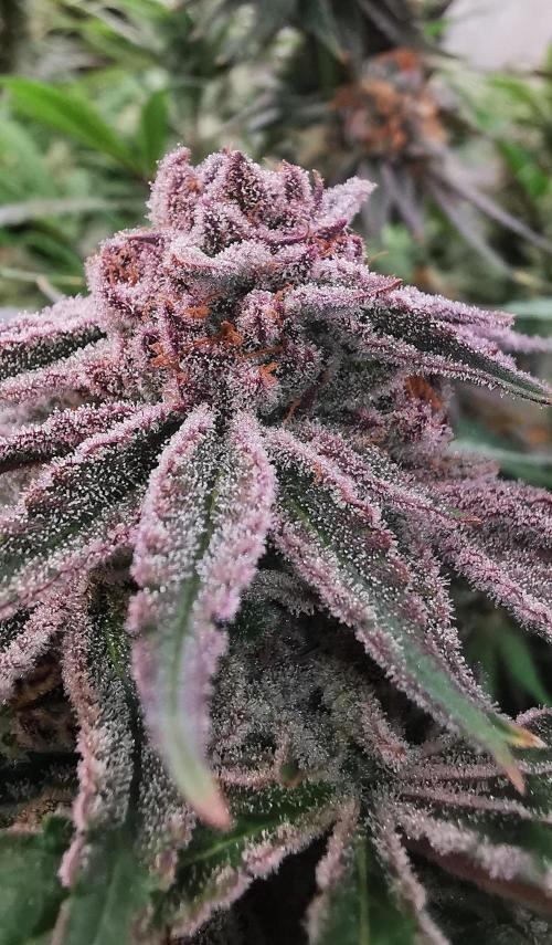 Strainhunting in homemade living soil. Week 7 - Pulp Friction [🌺 Day 43]