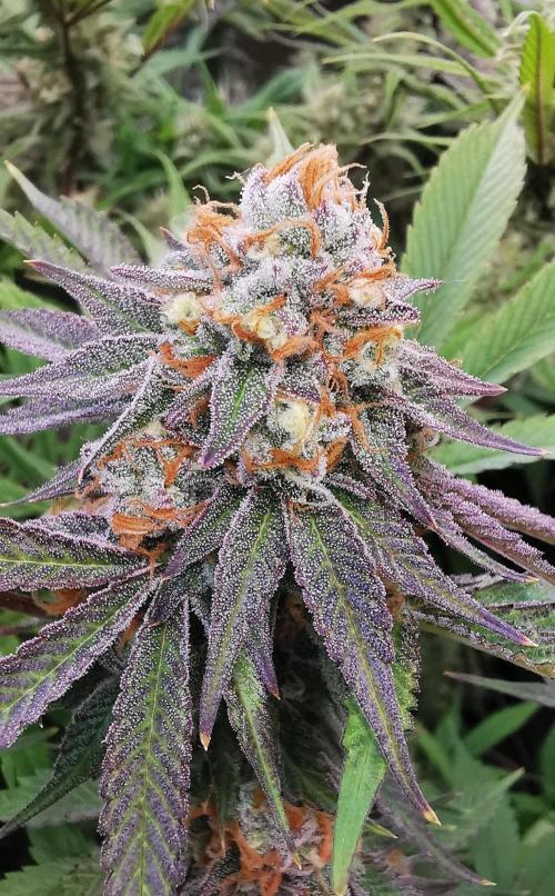 Strainhunting in homemade living soil. Week 7 - Grape Diamonds R2 [🌺 Day 43]